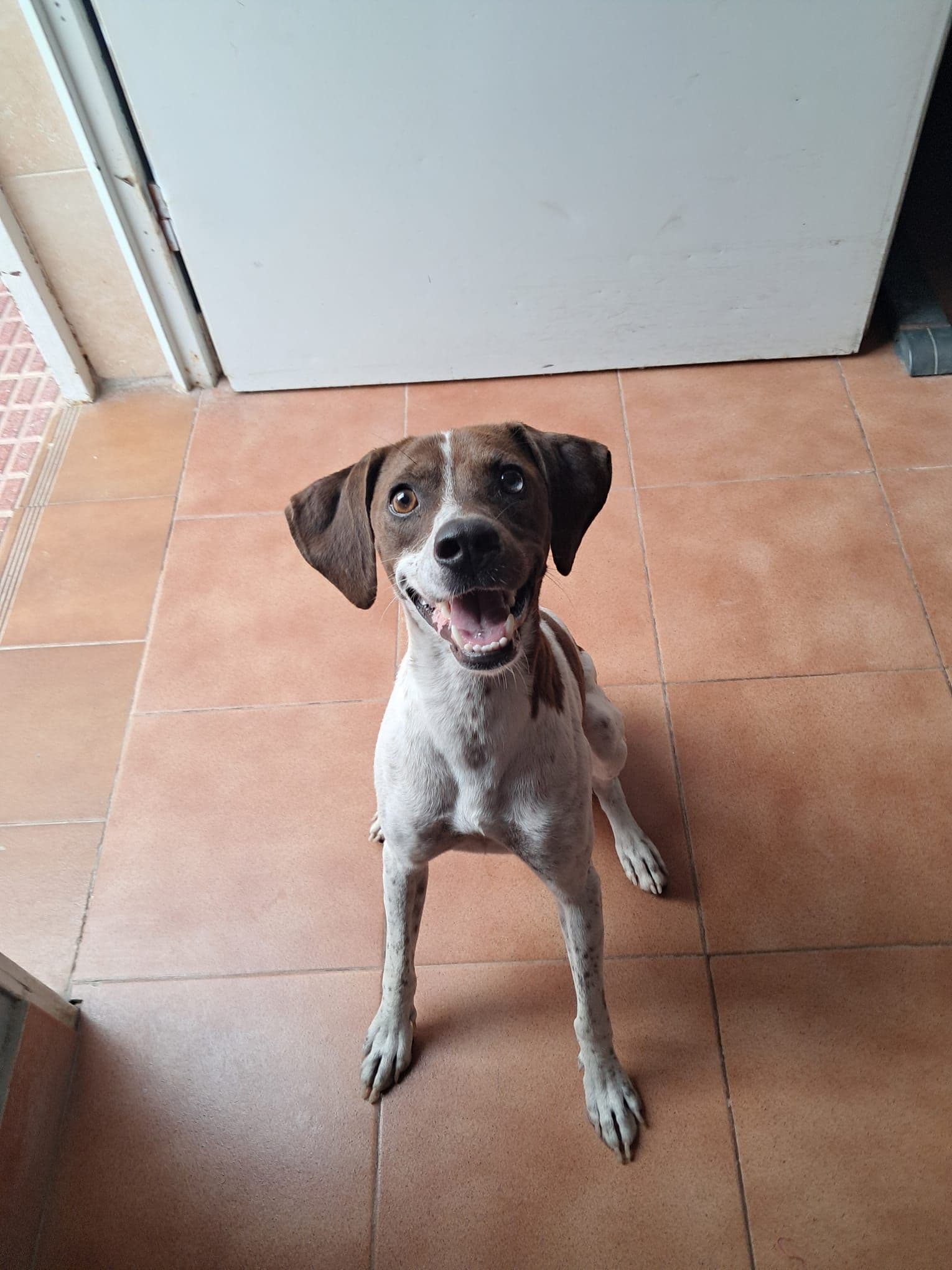 bruno